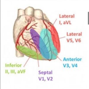 Meet your Posher, Bailey